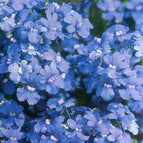 Blue Gem