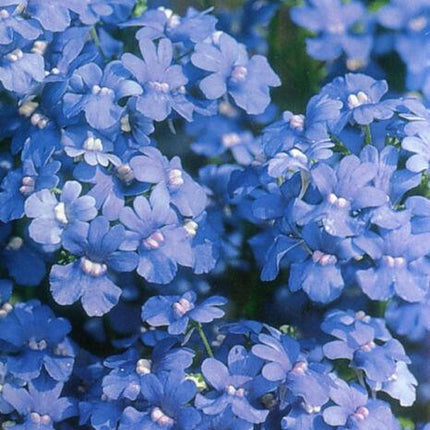 50 Nemesia Strumosa Seeds - Seed World