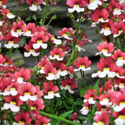 50 Nemesia Strumosa Seeds - Seed World