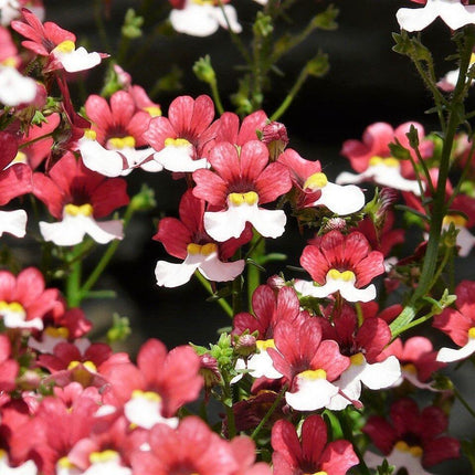 50 Nemesia Strumosa Seeds - Seed World