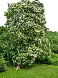 50 Northern Catalpa Tree (Catalpa Speciosa) Seeds - Seed World