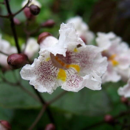 50 Northern Catalpa Tree (Catalpa Speciosa) Seeds - Seed World