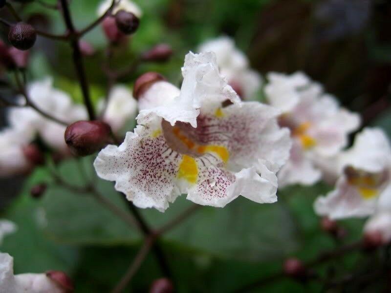 50 Northern Catalpa Tree (Catalpa Speciosa) Seeds - Seed World