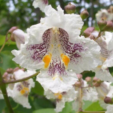 50 Northern Catalpa Tree (Catalpa Speciosa) Seeds - Seed World