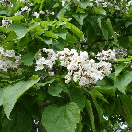 50 Northern Catalpa Tree (Catalpa Speciosa) Seeds - Seed World