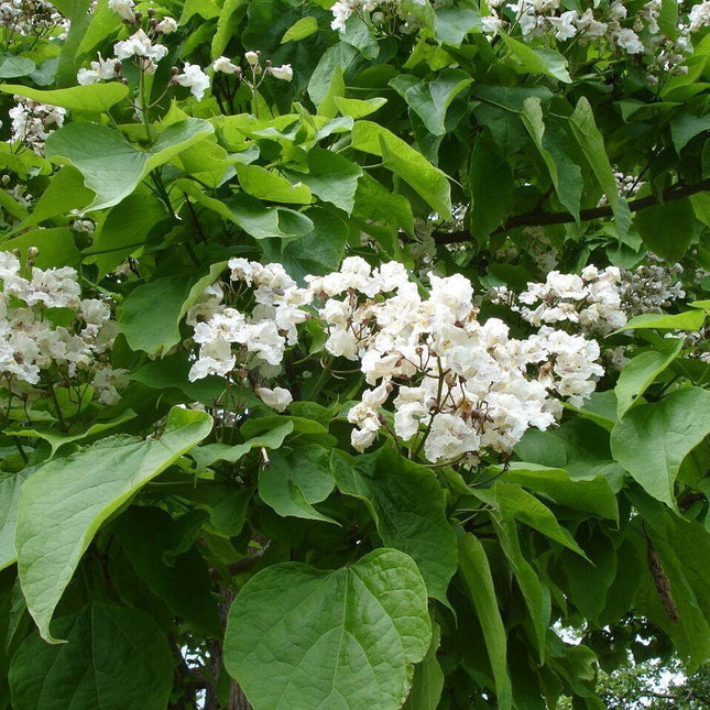 50 Northern Catalpa Tree (Catalpa Speciosa) Seeds - Seed World