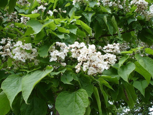 50 Northern Catalpa Tree (Catalpa Speciosa) Seeds - Seed World
