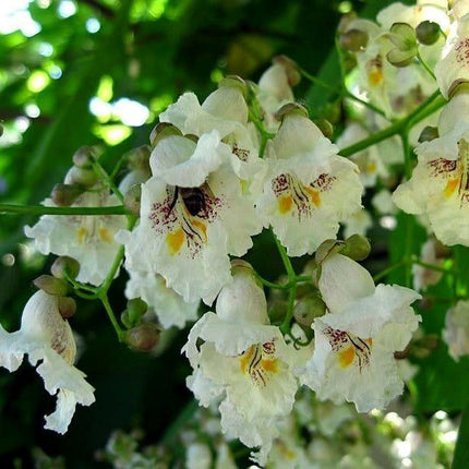 50 Northern Catalpa Tree (Catalpa Speciosa) Seeds - Seed World
