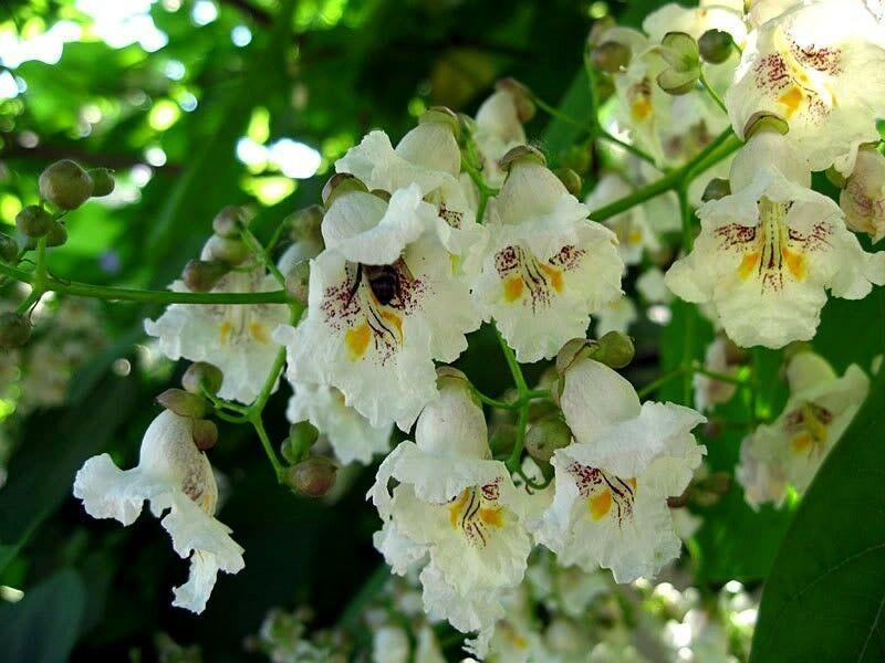 50 Northern Catalpa Tree (Catalpa Speciosa) Seeds - Seed World
