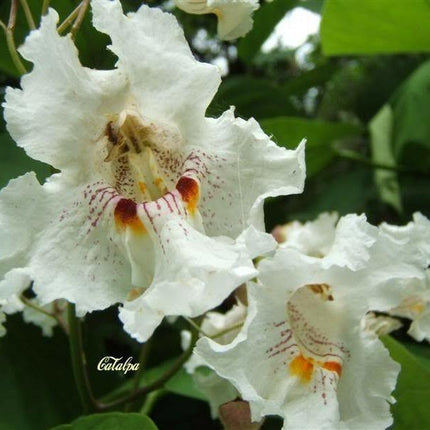 50 Northern Catalpa Tree (Catalpa Speciosa) Seeds - Seed World