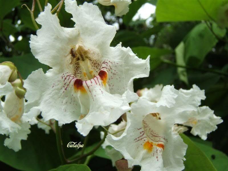 50 Northern Catalpa Tree (Catalpa Speciosa) Seeds - Seed World