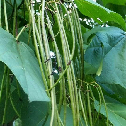 50 Northern Catalpa Tree (Catalpa Speciosa) Seeds - Seed World