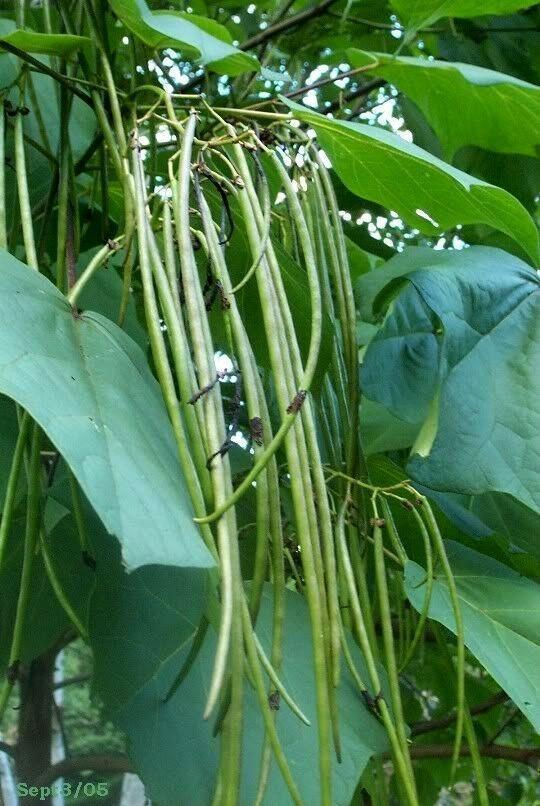 50 Northern Catalpa Tree (Catalpa Speciosa) Seeds - Seed World