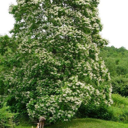 50 Northern Catalpa Tree (Catalpa Speciosa) Seeds - Seed World