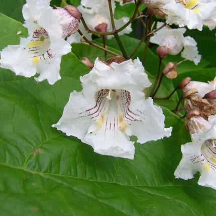 50 Northern Catalpa Tree (Catalpa Speciosa) Seeds - Seed World