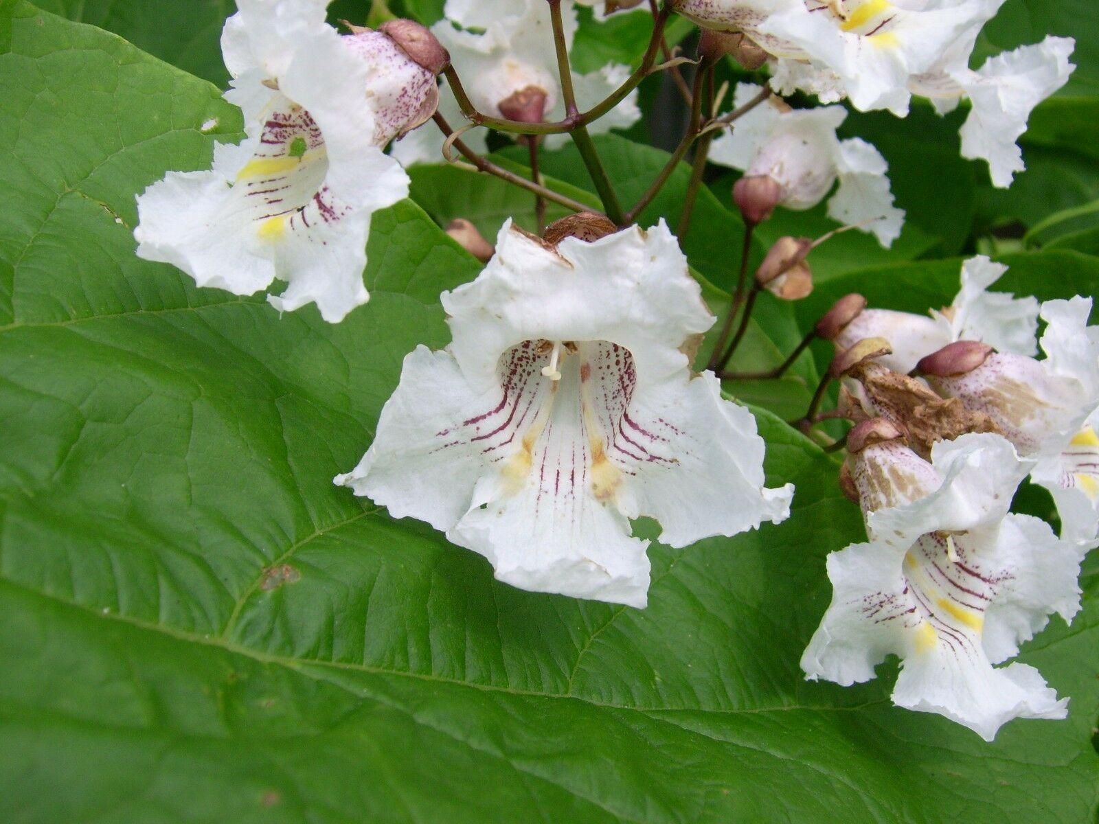 50 Northern Catalpa Tree (Catalpa Speciosa) Seeds - Seed World