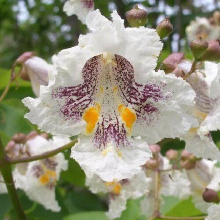 50 Northern Catalpa Tree (Catalpa Speciosa) Seeds - Seed World