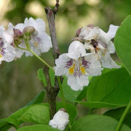 50 Northern Catalpa Tree (Catalpa Speciosa) Seeds - Seed World