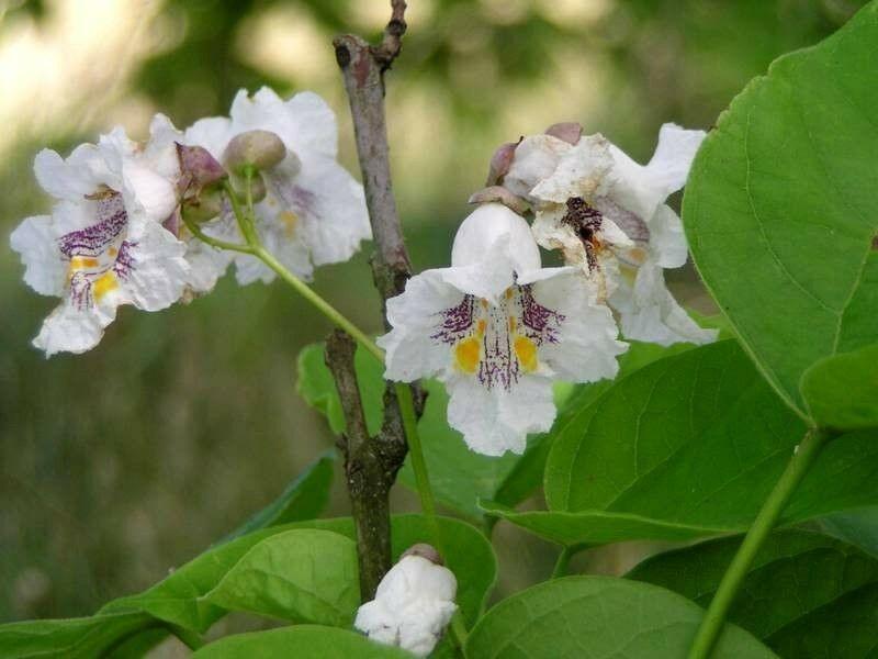 50 Northern Catalpa Tree (Catalpa Speciosa) Seeds - Seed World