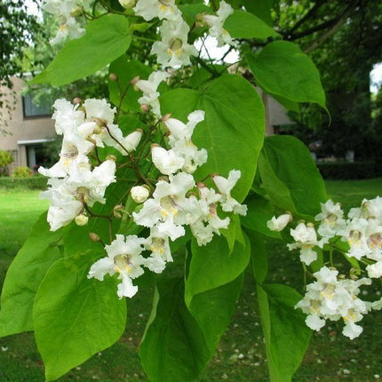 50 Northern Catalpa Tree (Catalpa Speciosa) Seeds - Seed World