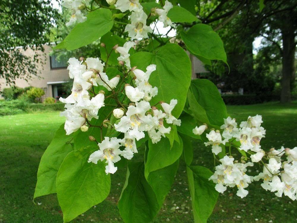 50 Northern Catalpa Tree (Catalpa Speciosa) Seeds - Seed World