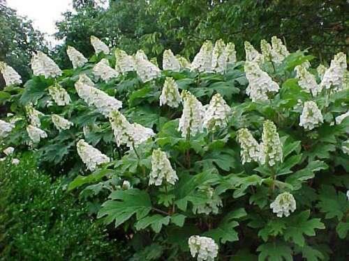 50 Oakleaf Hydrangea Seeds - Seed World