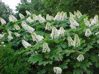 50 Oakleaf Hydrangea Seeds - Seed World