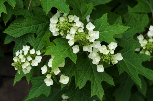 50 Oakleaf Hydrangea Seeds - Seed World