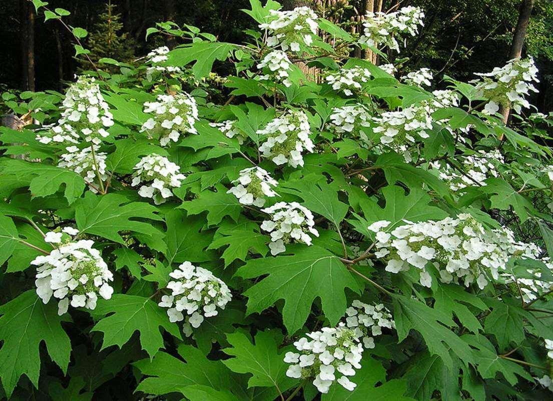 50 Oakleaf Hydrangea Seeds - Seed World