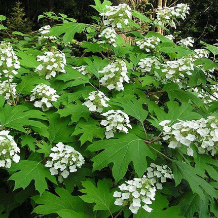 50 Oakleaf Hydrangea Seeds - Seed World