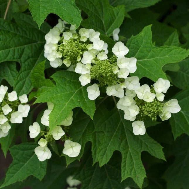 50 Oakleaf Hydrangea Seeds - Seed World