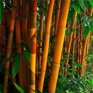 50 Orange Bamboo Seeds - Seed World
