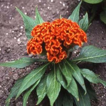 50 Orange Cockscomb (Celosia Cristata) Seeds - Seed World