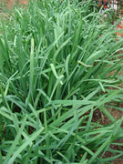 50 Original Purple Root Chive Organic Herb Leak Seeds - Seed World