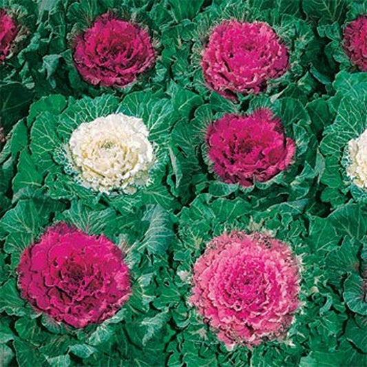 50 Ornamental Cabbage Seeds - Seed World