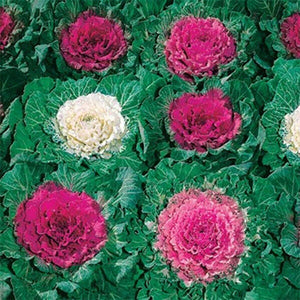 50 Ornamental Cabbage Seeds - Seed World