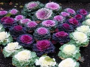 50 Ornamental Cabbage Seeds - Seed World