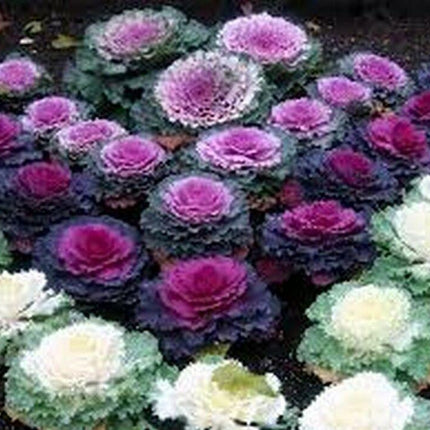 50 Ornamental Cabbage Seeds - Seed World