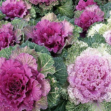 50 Ornamental Kale | Brassica Oleracae Seeds - Seed World