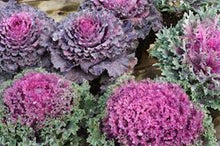 50 Ornamental Kale | Brassica Oleracae Seeds - Seed World