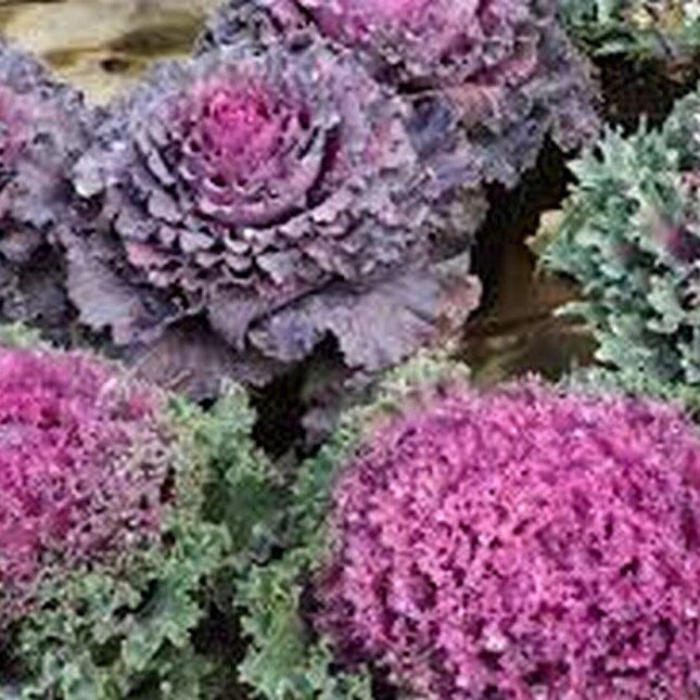 50 Ornamental Kale | Brassica Oleracae Seeds - Seed World