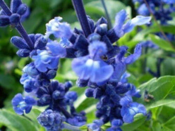 50 Oxford Blue Sage Seeds - Seed World