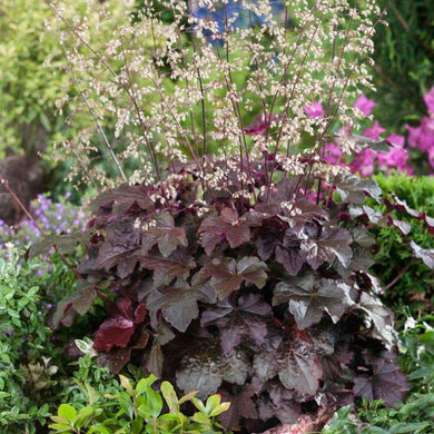 50 Palace Purple Heuchera Seeds - Seed World