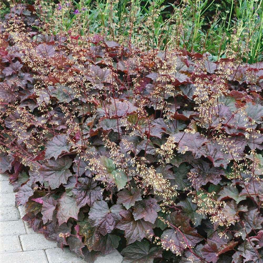 50 Palace Purple Heuchera Seeds - Seed World