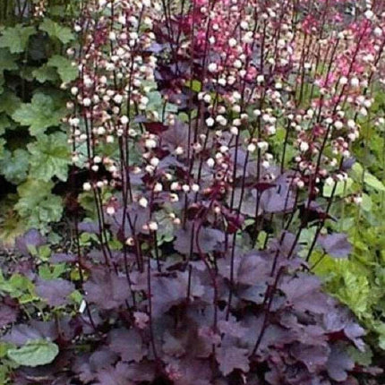 50 Palace Purple Heuchera Seeds - Seed World