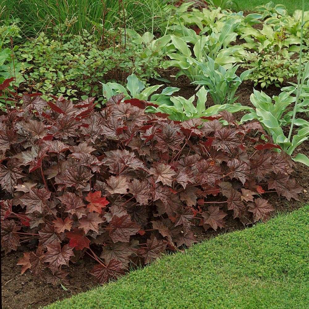 50 Palace Purple Heuchera Seeds - Seed World