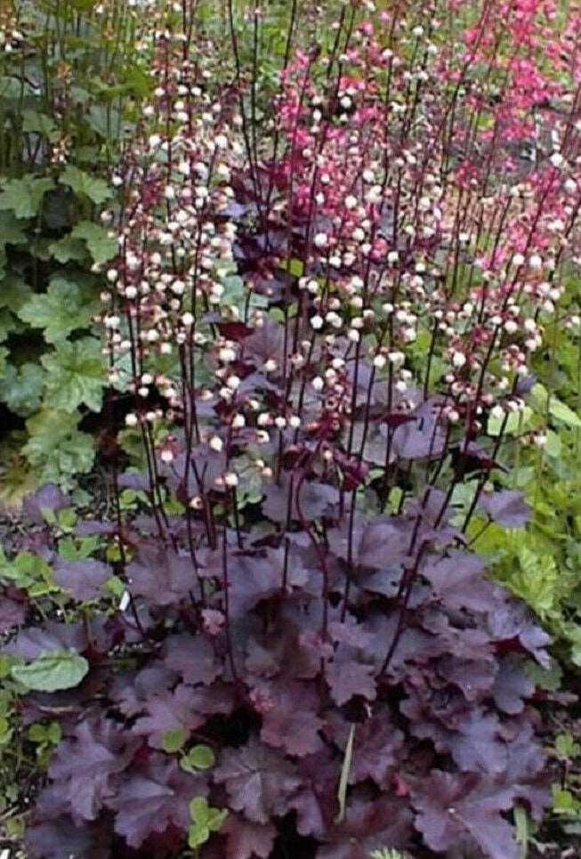 50 Palace Purple Heuchera Seeds - Seed World