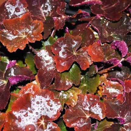 50 Palace Purple Heuchera Seeds - Seed World
