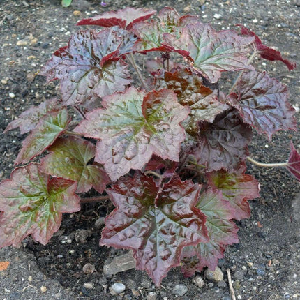50 Palace Purple Heuchera Seeds - Seed World