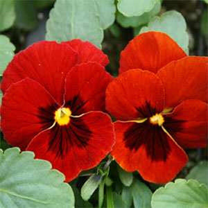 50 Pansy - Alpenglow Seeds - Seed World